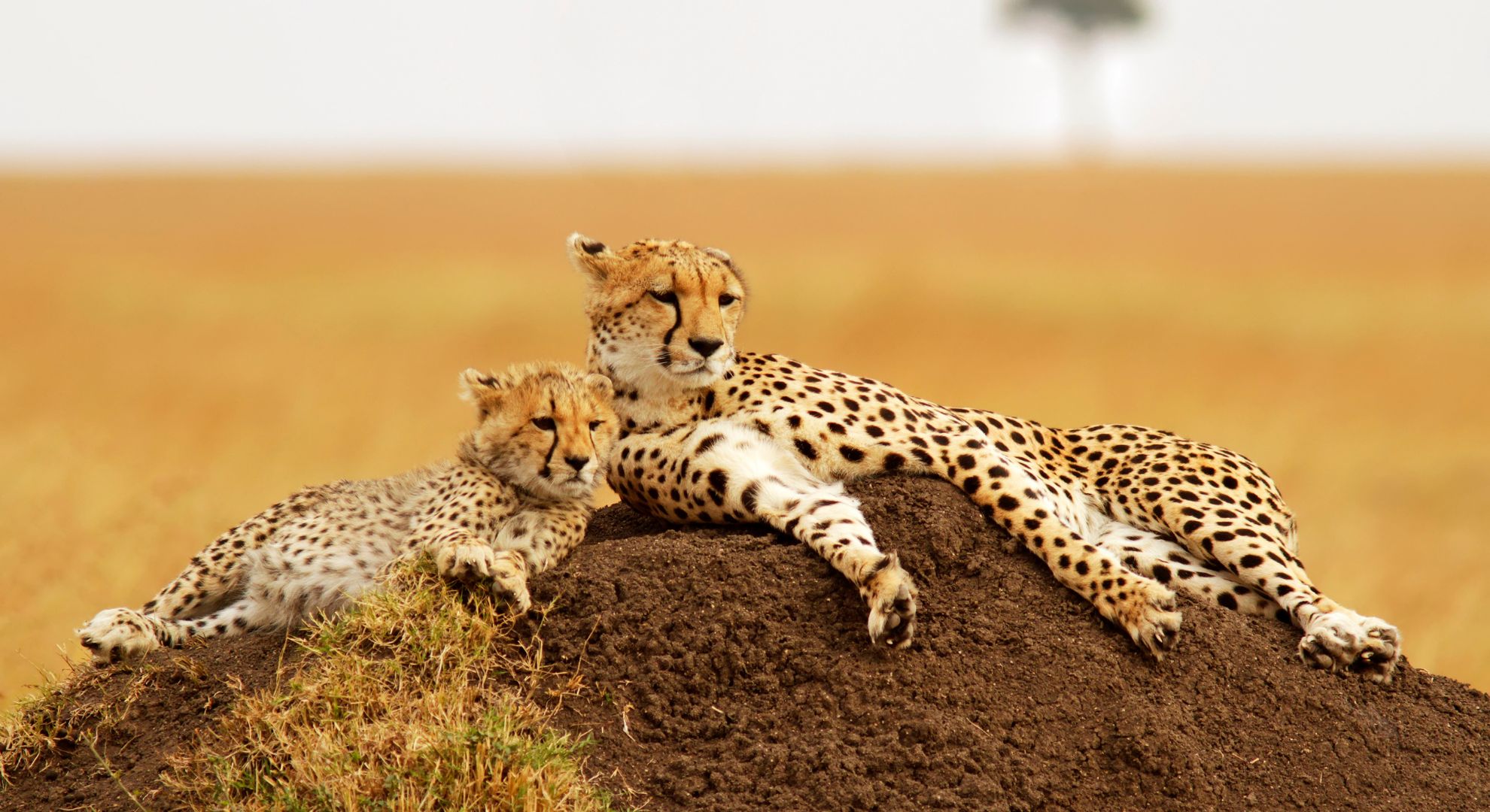 Unveiling the Wonders: A Guide to Extraordinary World Tours