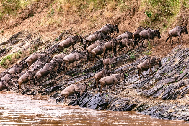Maasai Mara 2024 Deals