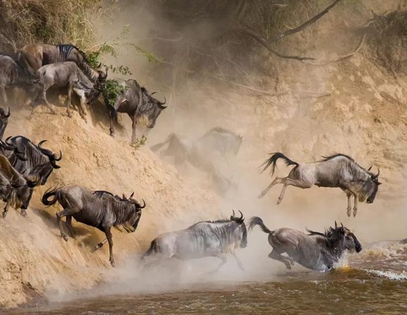 Maasai Mara Wildebeest Migration 2024 Deals