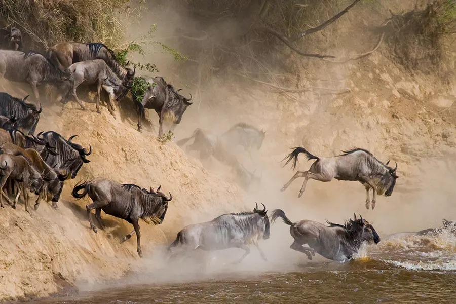 Maasai Mara Wildebeest Migration 2024 Deals