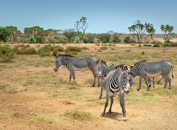 3 Days Samburu Package