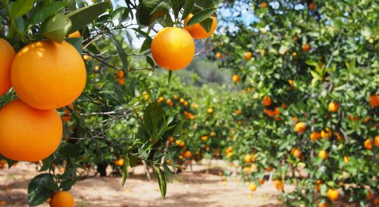 citrus_farming